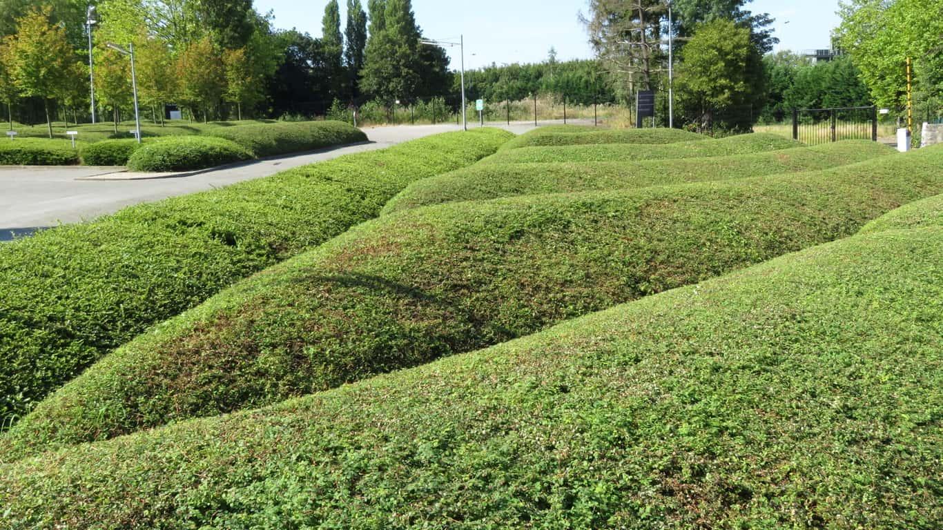 Ook het snoeien van de beplantingen draagt toe tot het vakantiegevoel We hebben ons de voorbije jaren al geconcentreerd om de beplanting in heuse golven te snoeien om het strandgevoel te accentueren.